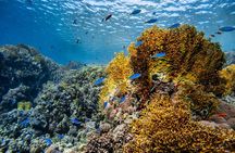 3 Fun dives in Phi Phi islands for Certified Divers