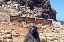 Small Group Tour: Penguins, Cape Point and Cape of Good Hope 