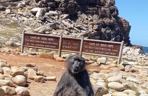 Private Tour: Penguins, Cape Point and Cape of Good Hope 