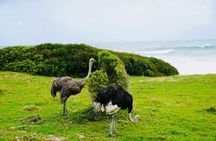 Private Tour: Penguins, Cape Point and Cape of Good Hope 