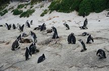 Private Tour: Penguins, Cape Point and Cape of Good Hope 