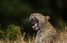 Galle/Mirissa/Tangalle: Transfer to Ella & Yala/Udawalawa Safari