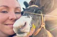 Private Hammerfest Reindeer and Stories A Sami Cultural Adventure