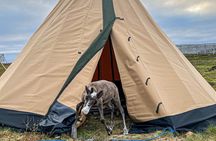 Private Hammerfest Reindeer and Stories A Sami Cultural Adventure