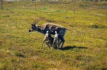 Guided Tour - Meet Reindeer in Hammerfest