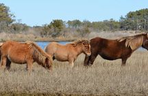1-Hour Private Party Assateague Island Pony Cruise in Ocean City