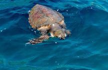 Private cruise of the sea caves of Syracuse and Ortigia