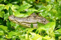 Tortuguero: Kayak tour + Spawn turtle or night jungle 