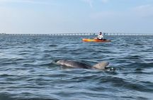 Sunset Kayaking with Dolphins