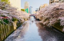 Sake Tasting and Cherry Blossom Fun in Tokyo!