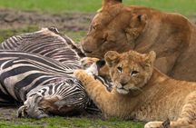2 Day Flyin Shared Safari to Nyerere NP from Zanzibar
