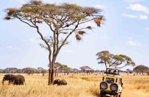 1-Day Shared Safari to Nyerere NP from Zanzibar
