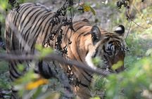 Jaipur to Ranthambore Tiger reserve Safari Day trip All Inclusive