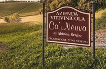 Tasting of 7 wines in the Langhe and visit to the cellar