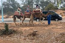 2 Hours Agadir Camel Riding Tour