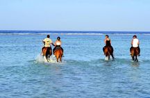 Horseback riding in Marsa Alam and Port Ghalib