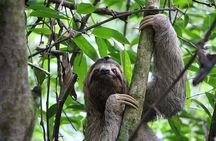 Tortuguero: Canoe Tour + Night Jungle Tour + Cerro Viewpoint Tour