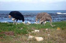 Cape Peninsula Full Day Private Tour