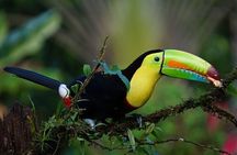 Tortuguero: Kayak tour + Spawn turtle or night jungle 