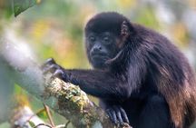 Monteverde Cloud Forest Tour
