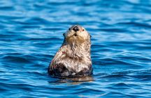Private Charter Scenic Wildlife Excursion for Cruise Passengers