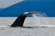 Private Charter Scenic Wildlife Excursion for Cruise Passengers