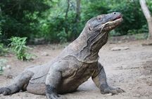 3-Day Group Adventure : Wae Rebo Village & Early Bird Komodo Tour