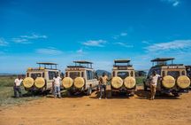 4-Day The Short of Tanzania Safari 