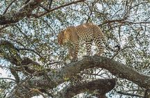 4-Day The Short of Tanzania Safari 