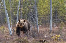Beartooth Highway Private Half Day Tour