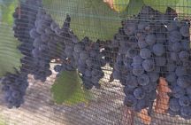 Tour of the Tradition and History of Cheese and Wine in Querétaro