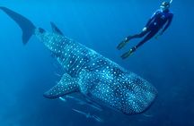 Eco Whale Shark Encounter