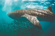 Eco Whale Shark Encounter