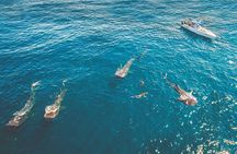Eco Whale Shark Encounter