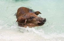 Swim with Famous Pigs at Rose Island