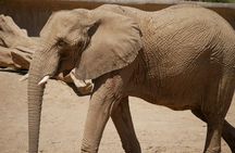 Private Ngorongoro Elephant Caves Hike and Waterfall Day Trip