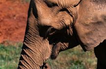 Private Ngorongoro Elephant Caves Hike and Waterfall Day Trip