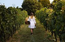 Tasting of 4 Valtenesi wines with local food in Salò