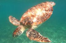  Snorkel Tour on the Costa Maya with experienced Guid