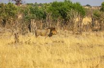 Windhoek Wildlife Expedition: A Journey Through Nature
