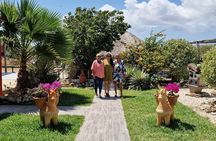 Aruba Beach Ecological Horseback Ride