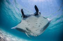 Best of Ningaloo Mantas and More