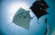 Best of Ningaloo Mantas and More