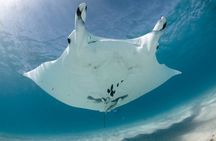 Best of Ningaloo Mantas and More