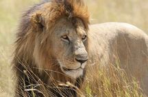 5 Hour Game Drive To Nairobi National by 4*4 Jeep