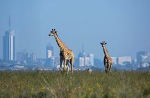 Day Tour at Nairobi National Park and Giraffe Centre