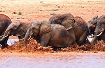 Private Overnight Maasai Mara Safari Tour from Nairobi