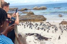 Full-Day Tour to Cape of Good Hope & Penguins from Cape Town