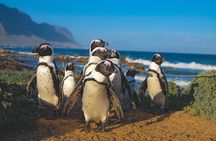 Table Mountain, Cape of Good Hope , Penguins , Bo Kaap and Seals