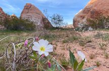 Private Valley of Fire Hiking and Sightseeing Adventure